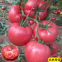 1000pcs/bag Bulk supply tomato seeds israel tomato seeds f1 hybrid red for sale