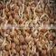 IQF Frozen Nameko M L grade European market