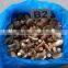 New Crop Frozen Porcini Mushroom