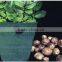 2015 garden felt fruit vegetable grow bag