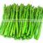 IQF green Asparagus with high quality for sale