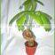 20cm pachira good luck money tree aquatica macrocarpa malabar chestnut hot sale in USA market