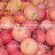Apple Fuji India Pakistan Southeast Asia Europe UAE South Africa