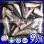 Frozen HGT sardine fish for canning, sardine whole round price