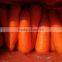 china fresh new arrival carrot in 2015