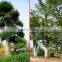 Outdoor Plant Ulmus Pumila Seedling