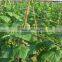 Best Vietnam pickled cucumbers, gherkins in jar for export (various sizes) by HAGIMEX
