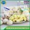 Fresh pure white garlic