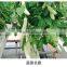 multi-span plastic film galvanized greenhouse agricola