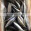 Pacific Mackerel 250-300g Seafrozen 2015