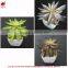 Hot sale artificial potted plants chinese succulent plants