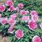 Shan Hu Tai 3 years old 3 branchesTree Peony Plant Root