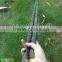 Black tonkin bamboo cane/pole