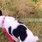 Hongqiang Anti Bite Dog Collar Rivet PU Waterproof Dog Chain