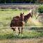 (electric fence) electric poly tape width 40mm for horses in Brazil
