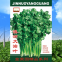 500g Good price vegetable parsley seeds dhania cilantro chinese coriander seeds for planting