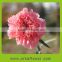 Cheap Fresh Cut Pink Carnation Wholesale