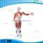 XC-334 80 cm human male muscle anatomy model