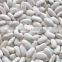NEW CROP Small white kidney beans