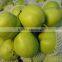 Chinese fresh early su pear with best price for export