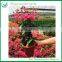 Natural Flowering Bougainvillea Bonsai