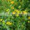 100% Original Tarragon Essential Oil