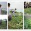 Miracle Grow Fertilizer 3-0-14 with 60% Organics and Bacteria