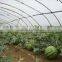 Tunnel Greenhouse film cover low cost agricultural farm Steel Frame comercial green house single span