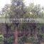 Ficus Lacor