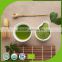 household Essential Organic Matcha green tea extract powder