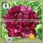 MY TEST Herbaceous Peony Plant Root