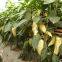 White Sweet Pepper Seeds Sweet Pepper Greenhouse Plant Pepper Seeds No.45