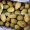 Fresh Yellow Mango with High Quality/ Large Quantity/ Best Price Vietnam