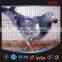MDT0013 Pigeon foot ring RFID tag