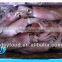 Frozen clean and fresh Fuzhou squid