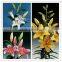 2016 High quality cheap flowers pink lily with fast delivery