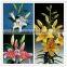 Pure and mild flavor exquisite Yunnan Kunming cut flowers oriental lilies