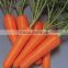 2016 fresh carrot