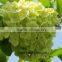 Pretty High Quality Home Decoration Hydrangea Fresh Cut Flower With Long Vase Life