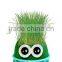 DIY Grass Head Dolls Plants for Birthday Gift