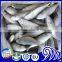 Frozen Round scad fish Whole Round,Round scad mackerel
