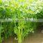 IQF Celery Slice/frozen Celery for Export
