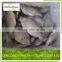 Frozen Tilapia Whole Round / Frozen Fish