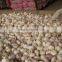 2016 New Crop China Fresh /Purple Garlic /Normal White Garlic/ Red Garlic