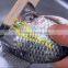 Fish Scaling and Killing Machine / Industrial Fish Gutting Machine