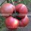 Hot Sale Chinese Vegetable Seeds Best Quality Tomato Seeds for Sale