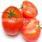 new 2016 hot sale indeterminate early maturity pink tomato seeds for plant