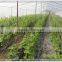 Agriculture Climbing tomato /cucomber Plant Support Net