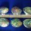 polished abalone shell Haliotis Iris for crafts