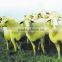 Feed Grade Concentrated Soy Protein